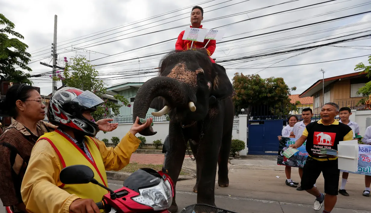 Seekor gajah membagikan pamflet jelang referendum, Ayutthaya, Thailand, Senin (1/8). Referendum konstitusi Thailand akan berlangsung 7 Agustus 2016. (REUTERS / Chaiwat Subprasom)