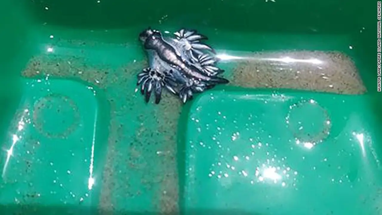 Naga biru, glaucus atlanticus yang ditemukan di pesisir pantai Texas. (Padre Island National Seashore)