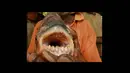 Ikan pacu sebenarnya berada dalam satu keluarga dengan piranha. Bedanya, pacu tak mutlak pemakan daging layaknya piranha. (Istimewa)