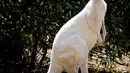 Kanguru Albino hanya dapat di temukan di Australia dengan jumlah yang sangat sedikit. Walaupun Albino, kanguru ini memiliki aktivitas yang tidak jauh berbeda dengan kanguru pada umumnya. (hdimagelib.com)