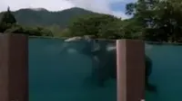 Kolam khusus gajah ini terbuat dari kaca, sehingga pengunjung bisa melihat bagaimana gajah berenang.