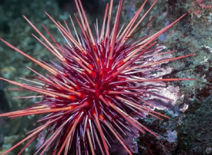 Landak Laut Merah (iStock)