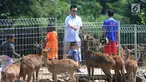Pengunjung memberi makan rusa Jawa di penangkaran yang terletak di pintu masuk Perumahan BNR, Bogor, Jawa Barat, (19/6). Penangkaran yang awalnya terdiri dari empat rusa ini kini berkembang menjadi 40 rusa. (Merdeka.com/Arie Basuki)