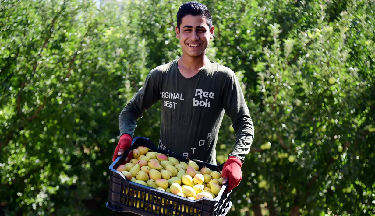 Petani memanen buah pir di Zabadani, pedesaan Damaskus, Suriah, 22 Agustus 2020. Para petani kembali ke lahan pertanian mereka di kota yang dilanda perang itu usai Zabadani berhasil direbut kembali. Tahun ini, para petani menikmati panen pertama setelah bertahun-tahun. (Xinhua/Ammar Safarjalani)