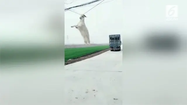 Seekor kambing mencoba kabur dari truk yang membawanya. Alih-alih bebas berkeliaran, tanduk kambing tersangkut kabel listrik dan membuat hewan itu tergantung di udara.