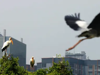 Aktivitas burung-burung Pesisir Jakarta, Sabtu (18/12/2021). Pesisir laut Jakarta yang menjadi tempat tinggal burung-burung pesisir sebagai habitnya dengan gedung-gedung bertingkat  dan statusnya terancam punah. (merdeka.com/Imam Buhori)