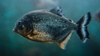 Ilustrasi ikan. (Photo by Anton Darius on Unsplash)