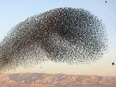 Migrasi burung jalak eropa (Sturnus vulgaris) terbang berkelompok membentuk pola sebelum hinggap untuk beristirahat dan tidur, terlihat di Lembah Jordan, Tepi Barat, sepanjang perbatasan dengan Yordania pada 3 Februari 2019. (MENAHEM KAHANA / AFP)