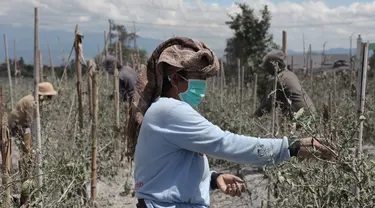 Seorang wanita memetik cabai yang diselimuti abu vulkanis pascaerupsi Gunung Sinabung di Karo, Sumatra Utara, Senin (10/8/2020). Gunung Sinabung meletus dengan tinggi kolom abu mencapai 5.000 meter di atas puncak gunung atau sekitar 7.460 mdpl. (Xinhua/Alberth Damanik)