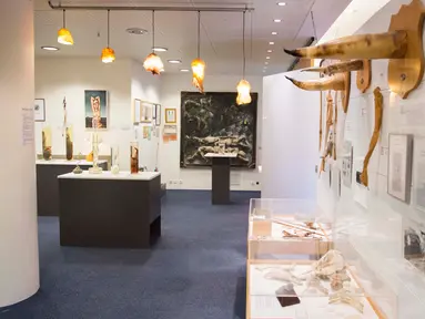 Suasana ruangan di dalam Museum Falologi Islandia yang memajang macam-macam penis binatang yang sudah diawetkan di Reykjavik, Islandia (27/10). Museum ini menyimpan berbagai bentuk dan ukuran penis binatang dan juga manusia. (AFP/Halldor Kolbeins)