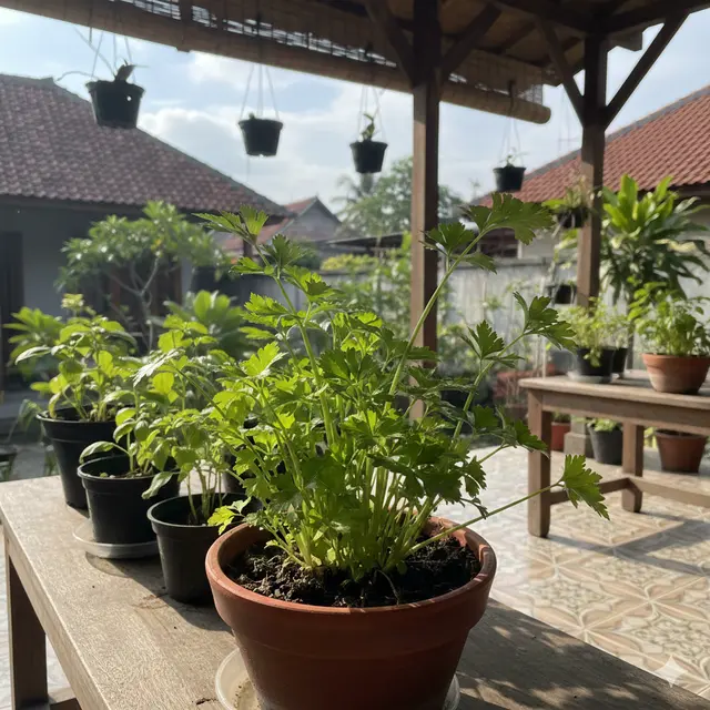 Jenis Tanaman Dapur yang Cocok untuk Teras Rumah (Foto: Gemini AI)