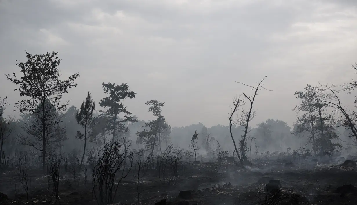 Pohon yang terbakar saat kebakaran hutan di Saumos, pinggiran barat Bordeaux, barat daya Prancis (13/9/2022). Kebakaran yang berlangsung sejak 12 September 2022 telah menyebar sekitar 1800 hektar vegetasi dan hutan di Saumos dan memaksa evakuasi kota dalam konteks suhu tinggi di Gironde. (AFP/Philippe Lopez)
