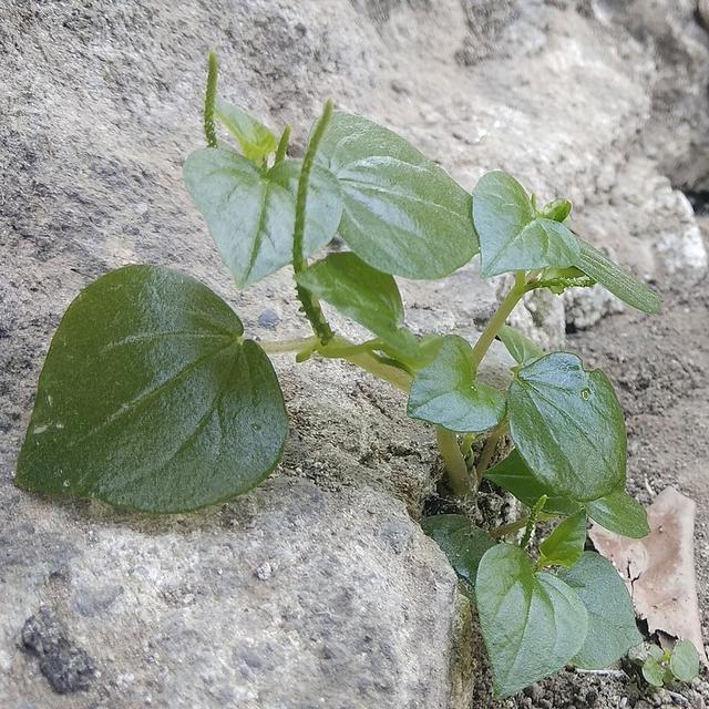 Daun Suruhan