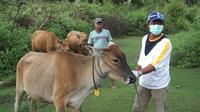 Petugas Dinas Pertanian & Kesehaan  Bone Bolango Melakukan vaksinasi Terhadap Sapi untuk Mencegah penularan  Antraks. Foto: ( Aldiansyah Mochammad Fachrurrozy/Liputan6.com