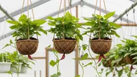 Cara Membuat Kebun Ubi Gantung agar Panen Banyak di Lahan Sempit, Panduan Lengkap Urban Farming