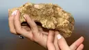 Jamur Truffle ditampilkan sebelum lelang internasional di Istana Grinzane, Italia, Minggu (13/11). Biasanya para pemanen Truffle menggunakan anjing dan babi yang telah dilatih khusus untuk menemukan jamur ini di bawah tanah. (REUTERS/Stefano Rellandini)