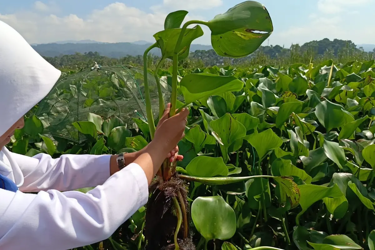 Cara Fermentasi Eceng Gondok Untuk Pakan Bebek