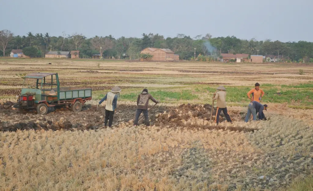 Bongkahan tanah sawah kering yang dijual para petani merupakan sumber pendapatan selama kekeringan melanda tempat mereka. (Liputan6.com/Muhamad Ridlo)