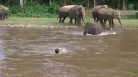 Aksi Dramatis Gajah Selamatkan Orang Tenggelam di Sungai