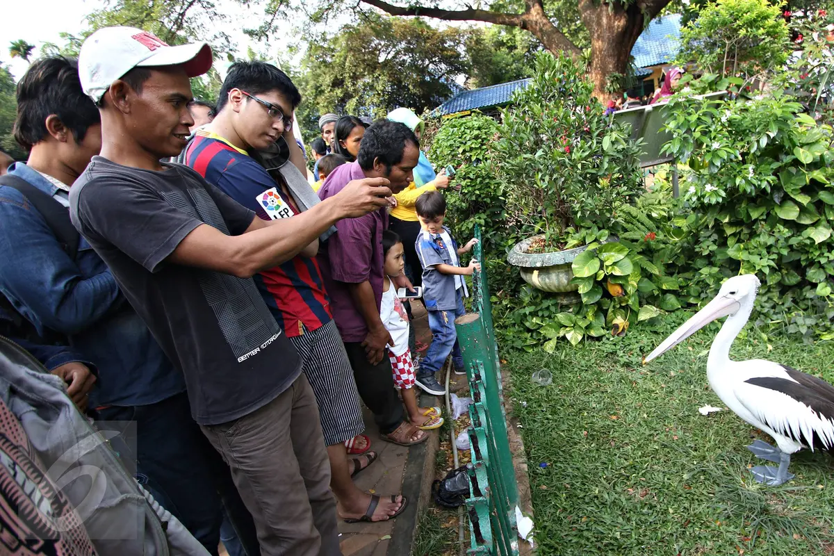 20160101-Awal 2016, Jumlah Pengunjung Ragunan Meningkat 