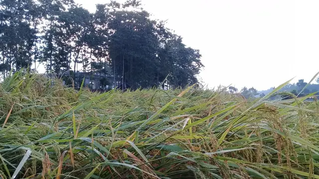 Padi Inpago Unsoed 1 yang ditanam di tiga wilayah Lombok memasuki usia panen. (Foto: Liputan6.com/Humas Unsoed/Muhamad Ridlo)