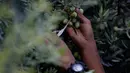 Petani Palestina memetik buah zaitun selama musim panen di sebuah kebun zaitun di Khan Younis, Jalur Gaza Selatan pada 5 Oktober 2019. Memanen zaitun dianggap sebagai perayaan bagi warga Palestina dan hari yang menggembirakan bagi para petani di Gaza, serta Palestina pada umumnya. (AP/Hatem Moussa)