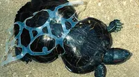 Dampak pemanasan global terhadap binatang laut seperti kura-kura yang tersiksa karena sisa karet plastik sisa limbah pabrik. (sumber: CNBC)