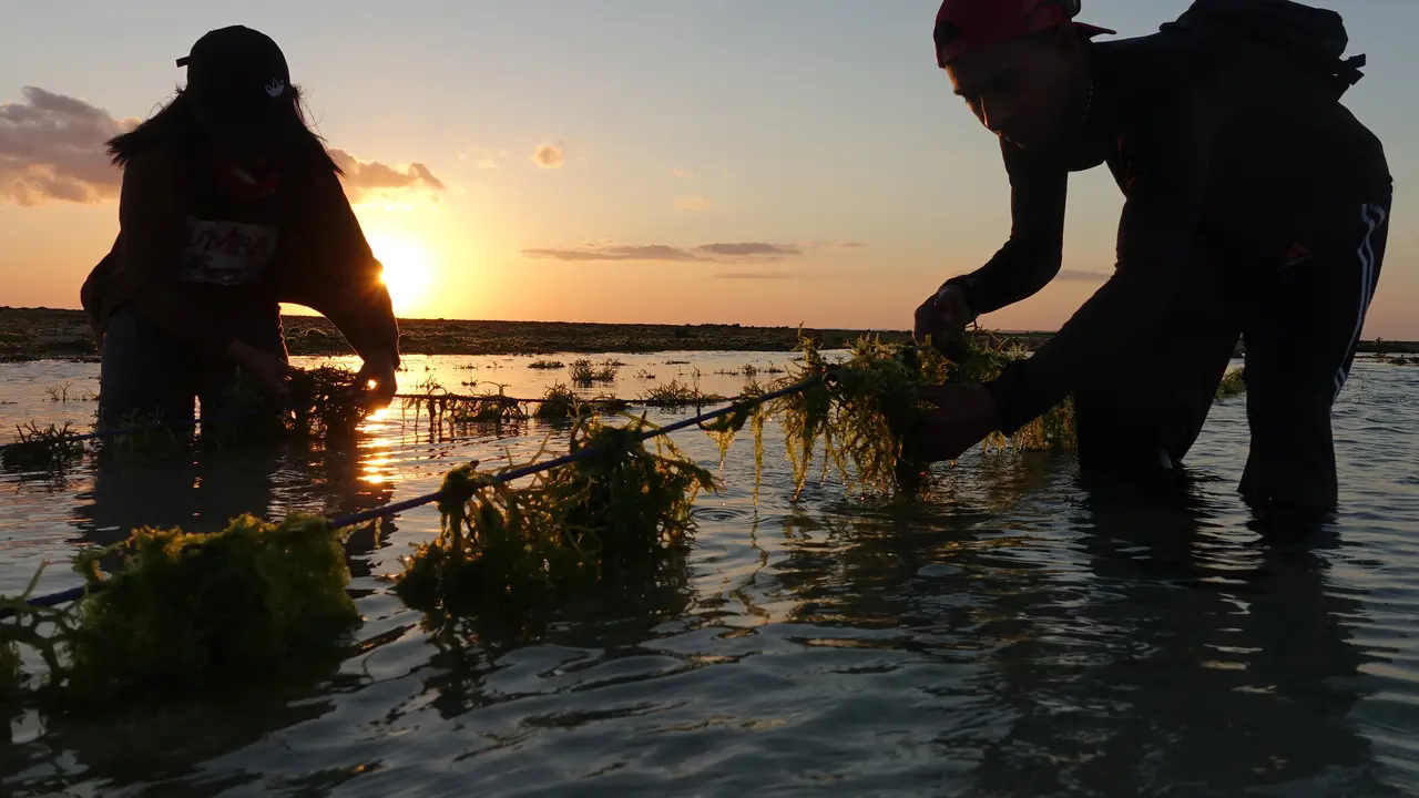Tantangan Pembudidayaan Rumput Laut Ramah Lingkungan di Sabu Raijua, NTT