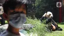 Tingkah giant panda di Istana Panda Taman Safari Indonesia, Cisarua, Kabupaten Bogor, Jawa Barat, Sabtu (26/9/2020). Kunjungan wisatawan ke kawasan wisata Puncak dan sekitarnya turun 40-50 persen akibat terdampak pandemi COVID-19 dan PSBB DKI Jakarta. (merdeka.com/Arie Basuki)