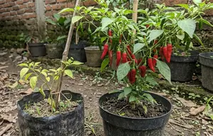 13 Cara Menyuburkan Tanaman Cabai yang Pertumbuhannya Lambat, Tumbuh Lebih Optimal