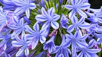 Bunga Cinta yang berwarna biru ini mudah untuk dipelihara (Dok.Unsplash/ Deb Dowd)