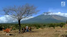 Petani memberi pakan ternak sapi-sapi peliharaannya di kaki Gunung Agung, Tulamben, Bali (30/6). Badan Geologi Kementerian Energi dan Sumber Daya Mineral (ESDM) menyatakan  Gunung Agung berstatus siaga atau level tiga. (Merdeka.com/Arie Basuki)