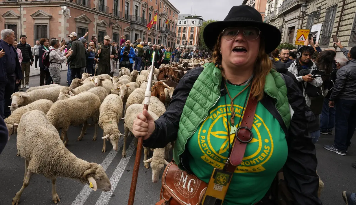 Seorang gembala berteriak saat menggembala sekawanan domba melalui pusat kota Madrid, Spanyol, Minggu  (23/10/2022). Hanya beberapa abad yang lalu, rute itu akan membawa mereka melalui pedesaan yang tenang, tetapi hari ini mereka melintasi beberapa area tersibuk di kota, termasuk Plaza Mayor, alun-alun utama Madrid.  (AP Photo/Paul White)