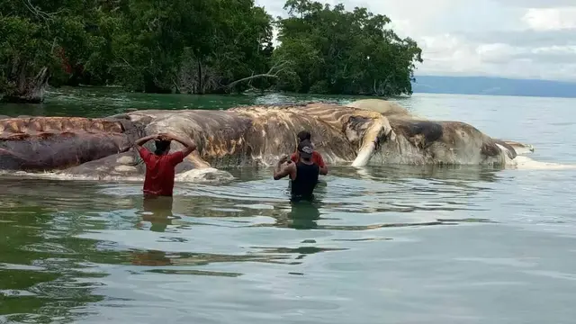 Bangkai hewan itu memiliki dua tulang terpisah seperti gading gajah yang menjurus ke depan dengan panjang sekitar 5 meter.