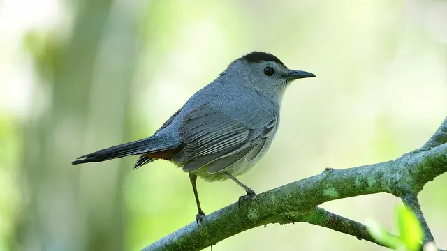15 Burung yang Memiliki Telur Berwarna Biru