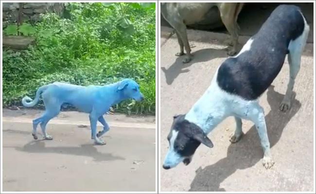 Anjing biru di Mumbai, India/copyright odditycentral.com