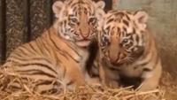 Kebun Binatang di China Ketahuan Gunakan Video Lama Anak Harimau Mati untuk Raup Donasi