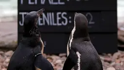 Dua penguin Humboldt berdiri saat dilakukan sensus binatang di Kebun Binatang ZSL London, Inggris, Kamis (3/1). Sensus tahunan ini wajib dilakukan sebagai persyaratan izin kebun binatang. (Adrian DENNIS/AFP)