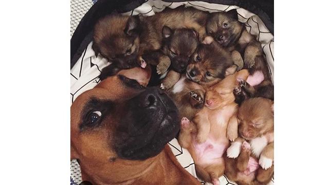 Potret 7 Hewan Selfie Ini Menggemaskan, Narsisnya Kebangetan