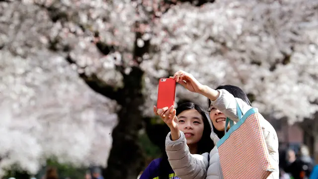 Bunga Sakura Bermekaran di Washington