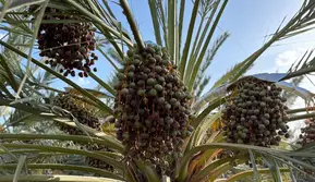 Menilik Proses Perawatan Kurma Ajwa, Buah Favorit Nabi Muhammad