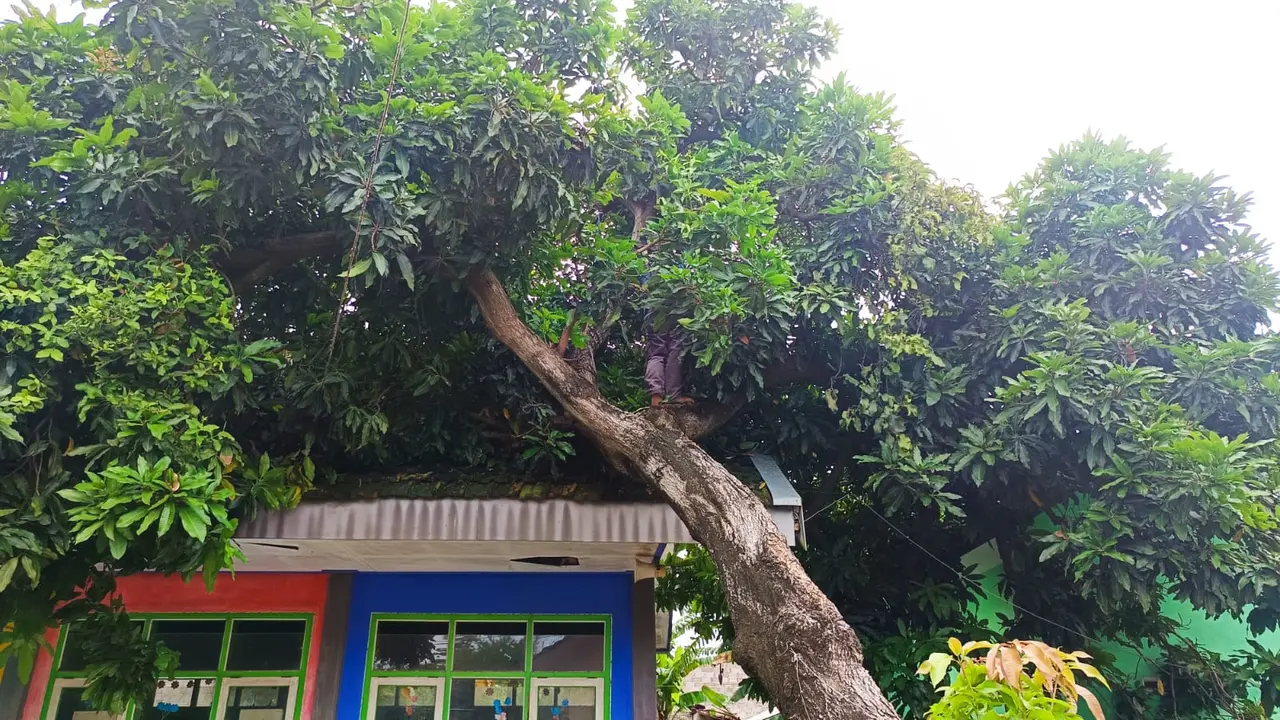 Pohon Tumbang Timpa Rumah di Situbondo.