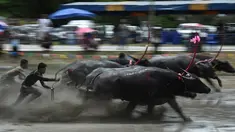 Sejumlah petani berusaha mengendalikan kerbaunya saat bersaing pada festival lomba balap kerbau di Chonburi, Minggu (16/7). Festival tahunan di Thailand ini merupakan tradisi untuk menyambut datangnya musim panen padi. (LILLIAN SUWANRUMPHA / AFP)