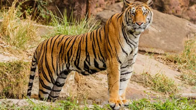 Ilustrasi harimau