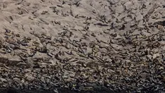 Ribuan singa laut yang berkumpul di pinggir Pulau Palomino, Callao, Peru (14/10). Pulau kecil ini memang terkenal sebagai pulau yang dihuni ribuan singa laut. (Reuters/Guadalupe Pardo)