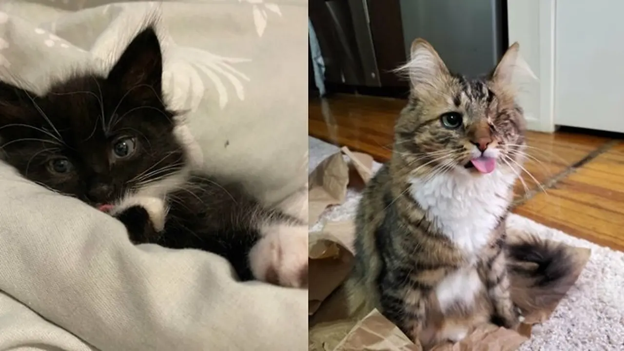 6 Ekspresi Kucing Menjulurkan Lidah Bak Mengejek Ini Bikin Gemas