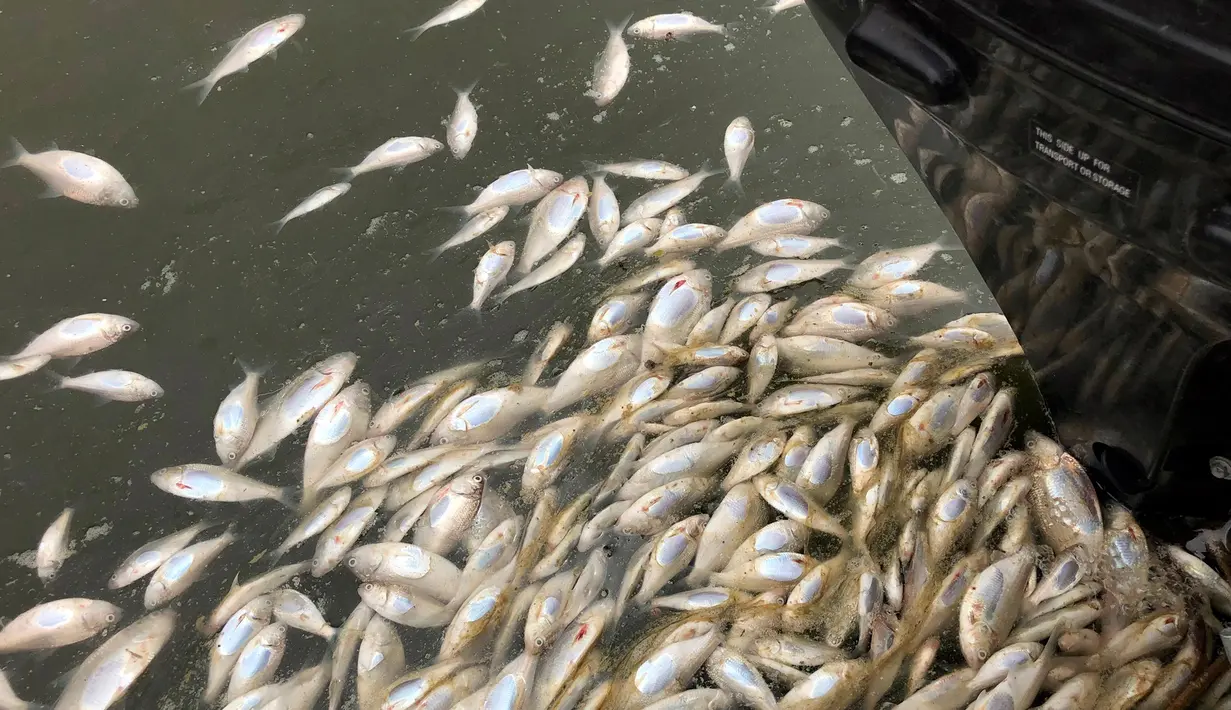 Ikan-ikan mati mengambang di sungai Darling, wilayah timur Australia, Selasa (29/1). Otoritas setempat menyebut insiden itu dipicu kekeringan yang sedang melanda, sedangkan pengkritik menyebutnya karena pengelolaan air yang salah. (Rob Gregory via AP)