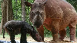 Foto selebaran yang dirilis pada 28 Maret dan tersedia pada 29 Maret 2022 menunjukkan badak betina bernama Rosa (kanan) dengan bayinya yang baru lahir di Taman Nasional Way Kambas, Way Kambas, Provinsi Lampung. Rosa melahirkan bayi badak pada 24 Maret. (Handout/MINISTRY OF ENVIRONMENT AND FORE/AFP)