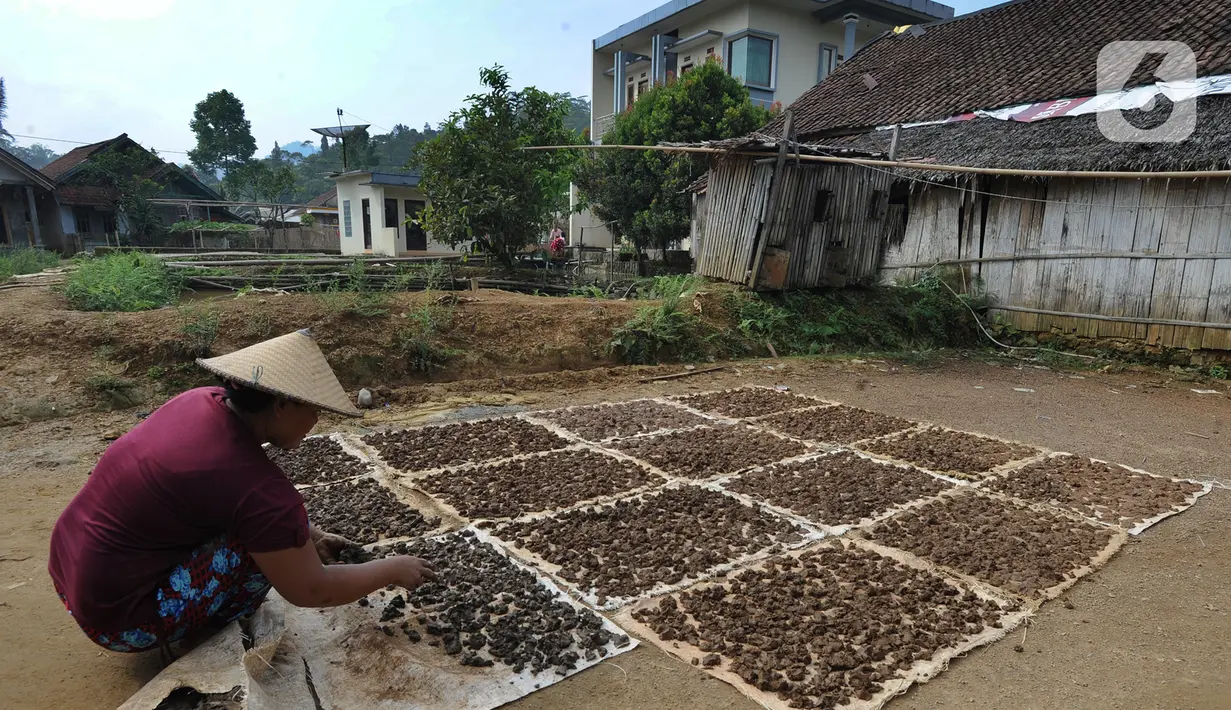 Karung material yang mengandung emas dikumpulkan dan dijemur di bawah matahari selama beberapa hari. (merdeka.com/Arie Basuki)