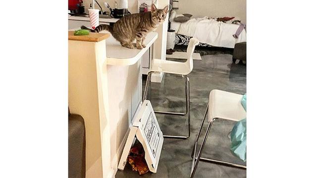 Tingkah kucimg (Sumber: Boredpanda)